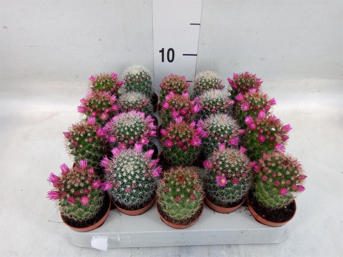 <h4>Cactus   ...flowering mix</h4>