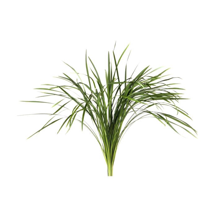 <h4>T-GRAS GROEN</h4>