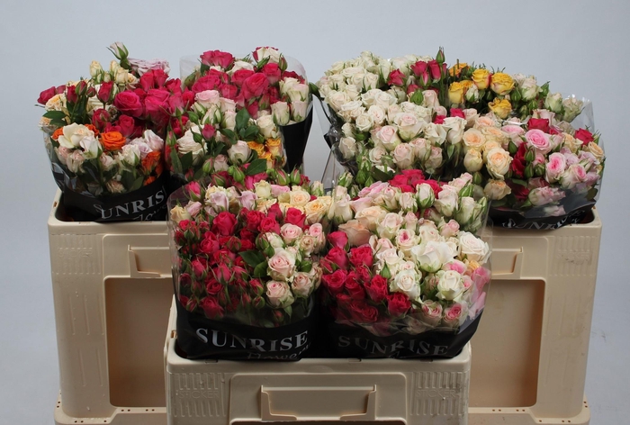 <h4>R TR GEM IN BOS</h4>