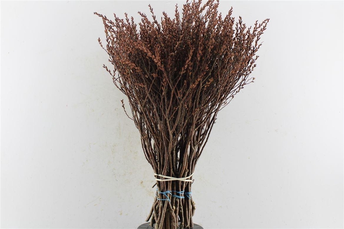 <h4>Gagel Myrica Per Bos</h4>