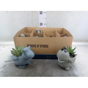 Arr.   Kamerplant Groen L%