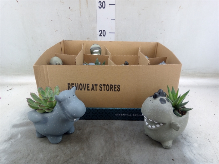 <h4>Arr.   Kamerplant Groen L%</h4>