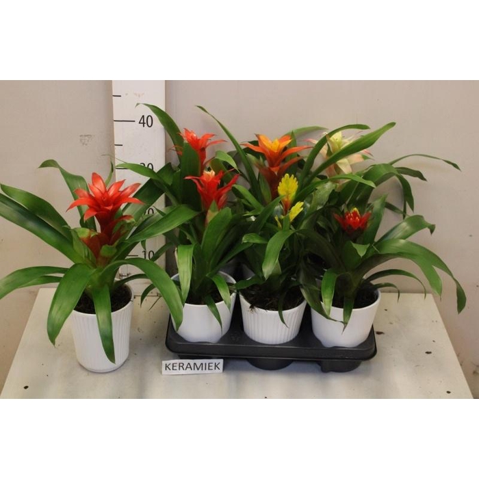 <h4>BROMELIA GEM</h4>