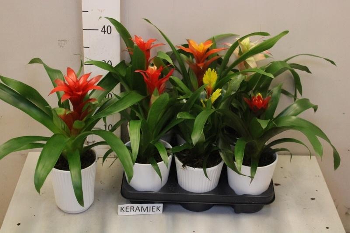 <h4>BROMELIA GEM</h4>