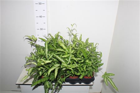 <h4>Pteris Albolineata</h4>