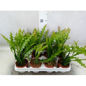 Epiphyllum anguliger