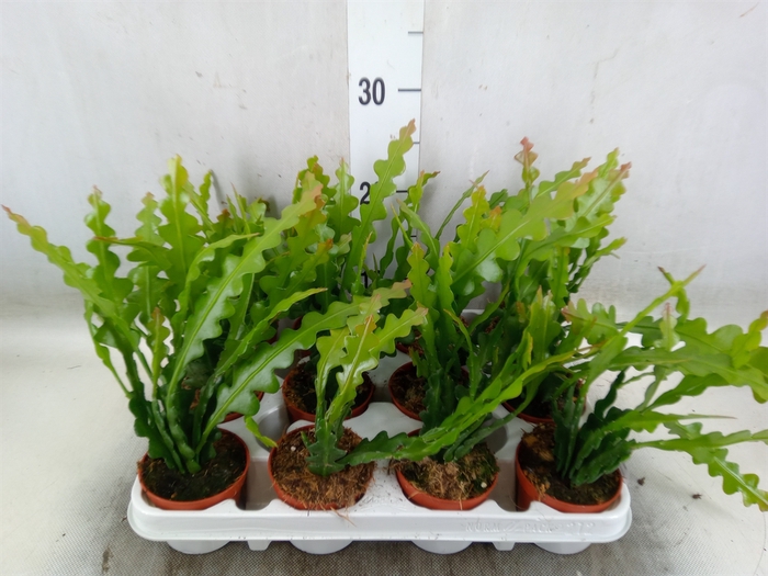 <h4>Epiphyllum anguliger</h4>