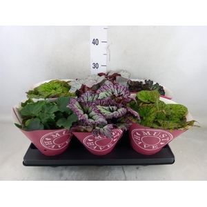 Begonia BD 'Beleaf'   ...mix