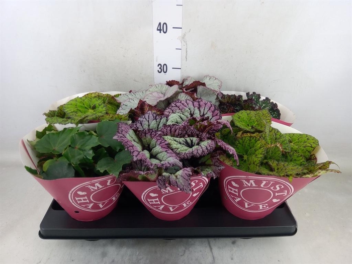 <h4>Begonia BD 'Beleaf'   ...mix</h4>