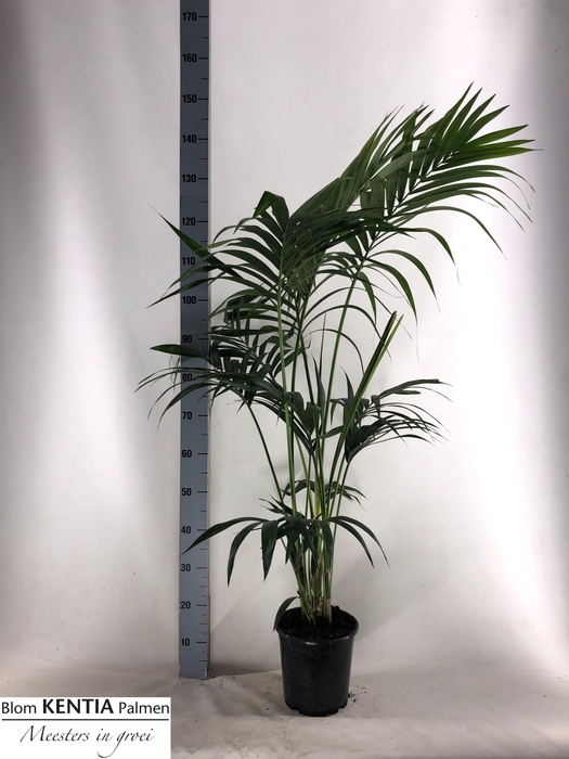 <h4>HOWEA FORSTERIANA</h4>