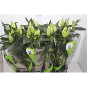 LIRIO P15 BRANCO