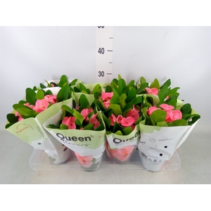 Euphorbia milii 'Charlotte'