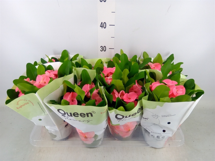 <h4>Euphorbia milii 'Charlotte'</h4>