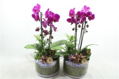 <h4>9014 ROZE CILINDER CASCADE</h4>