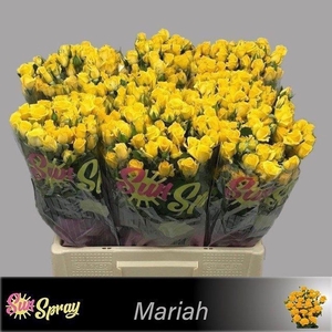 Rosa spray mariah