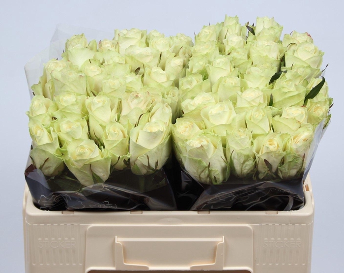 <h4>R GR ATHENA</h4>