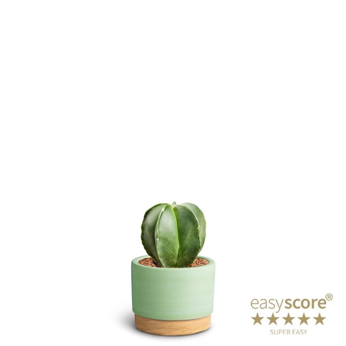 <h4>ASTROPHYTYM MYRIOSTIGMA P7 WB MATCHA</h4>