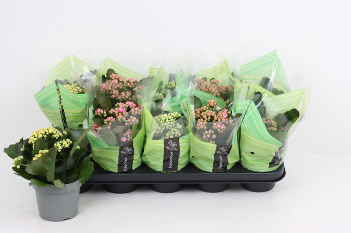 <h4>KAL GE RF GEM 3 KL</h4>