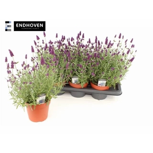 LAVANDULA ARDECHE BLUE P14