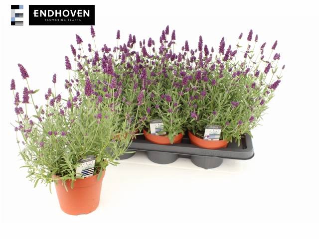 <h4>LAVANDULA ARDECHE BLUE P14</h4>