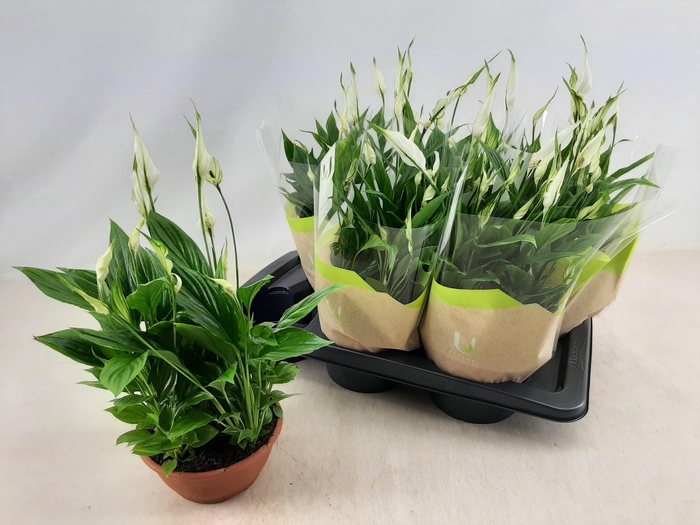 <h4>SPATH CHOPIN</h4>