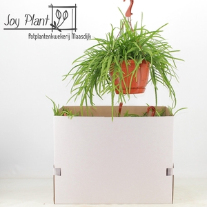 LEPISMIUM BOLIVIANUM