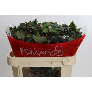 Hypericum Rocky Romance Spray