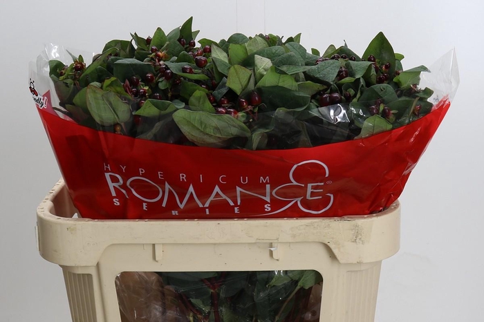 Hypericum Rocky Romance Spray