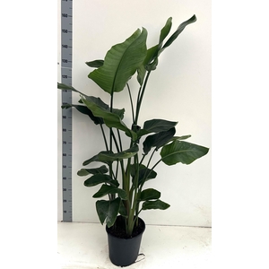 Strelitzia Nicolai 5 planten per pot