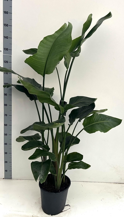 <h4>Strelitzia Nicolai 5 planten per pot</h4>