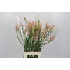 Nerine Vesta K Artistiek