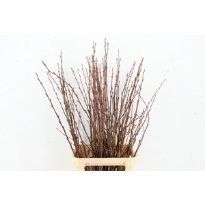 RIBES PER  STEM 120CM