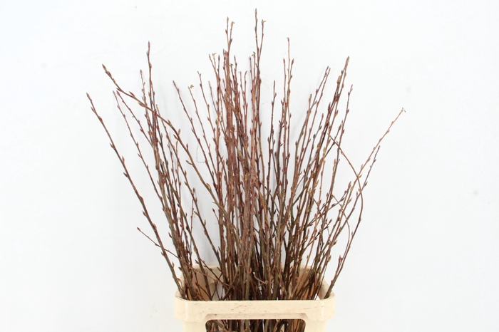 <h4>RIBES PER  STEM 120CM</h4>