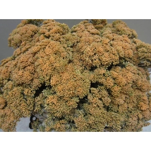 Sedum Zalm