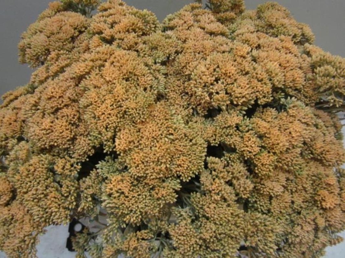 <h4>Sedum Zalm</h4>