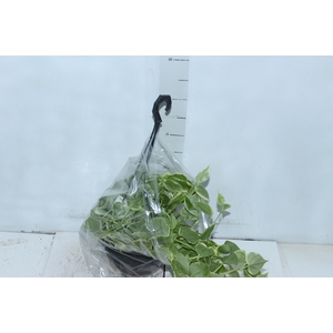 PEPEROMIA SCANDENS C21
