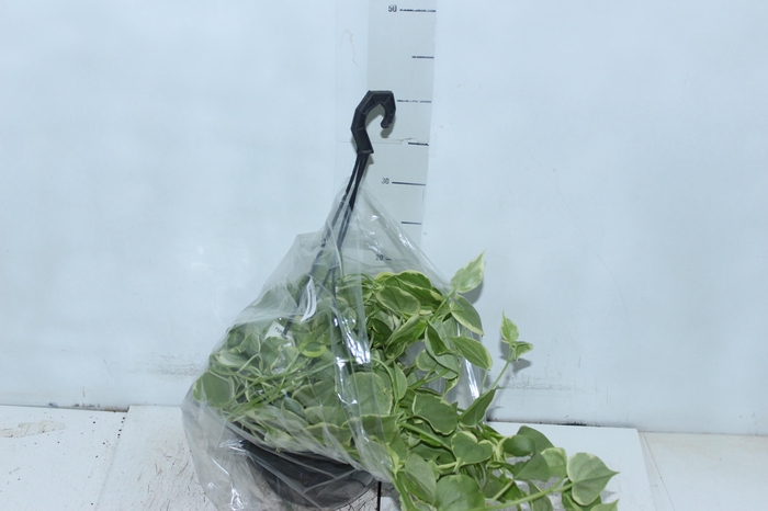 <h4>PEPEROMIA SCANDENS C21</h4>