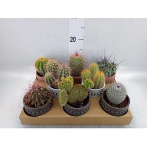 Cactus   ...