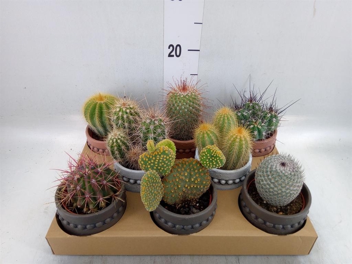 <h4>Cactus   ...</h4>