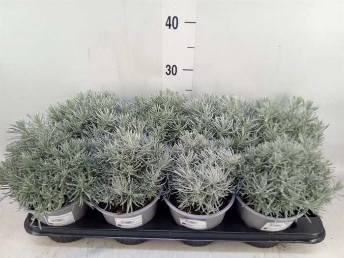 <h4>Helichrysum italicum</h4>