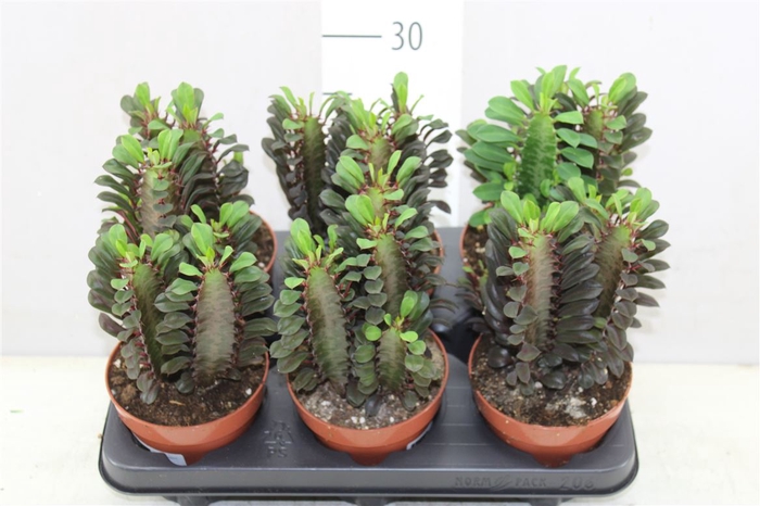 <h4>Euphorbia Trigona Rubra</h4>