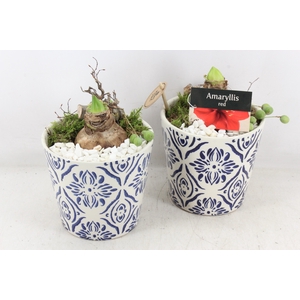 arr4 Amaryllis PL - Ker. delfts blauw x3