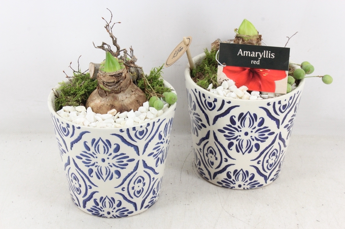 <h4>arr4 Amaryllis PL - Ker. delfts blauw x3</h4>