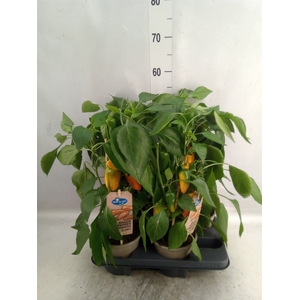 Capsicum annuum   ...paprika