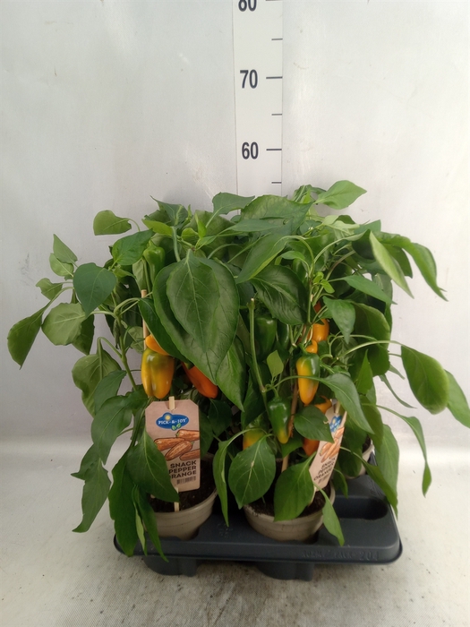 <h4>Capsicum annuum   ...paprika</h4>