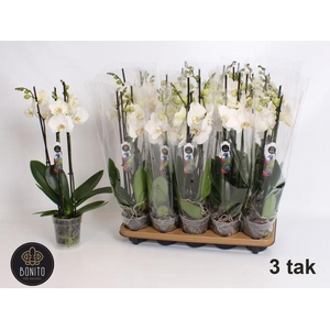 PHAL WHITE NOTTINGHAM 3 TAK