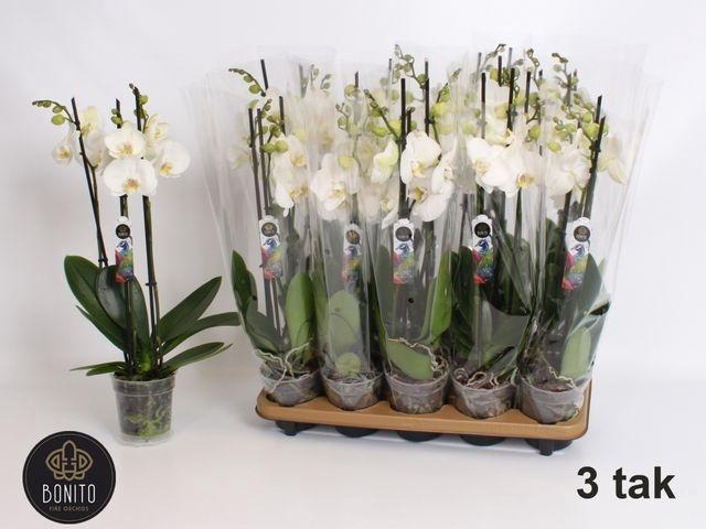 <h4>PHAL WHITE NOTTINGHAM 3 TAK</h4>