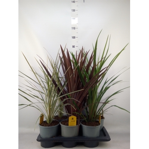 Cordyline   ...