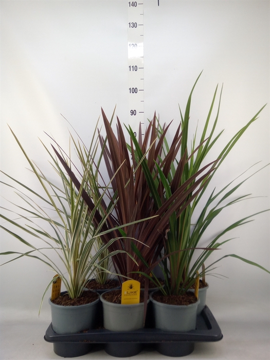 <h4>Cordyline   ...</h4>