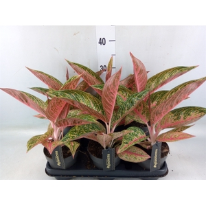 Aglaonema   ...